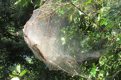 Fall webworms in a tree