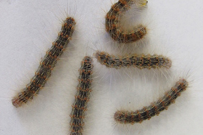 Webworms up close