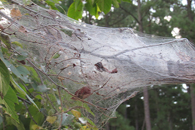 Fall webworms web in a tree