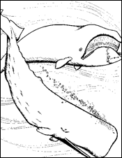 coloring picture of whales