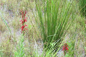 Cardinal flowers