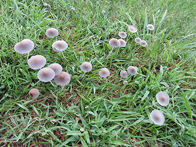 toadstools