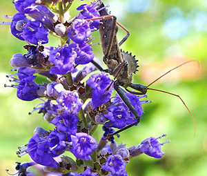 Wheel Bug on a Flower