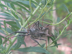 Assassin Bug