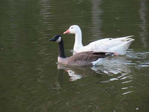 A canada goose and a white good swim next to each other