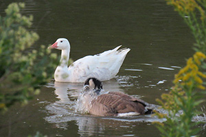 Two geese seen through foliage