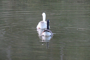 Two geese swimming away