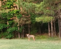 Coyote standing in field