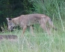 Coyote in tall grass