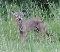 Coyote in tall grass