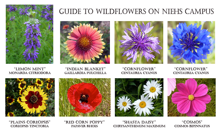 Wildflowers found on NIEHS campus