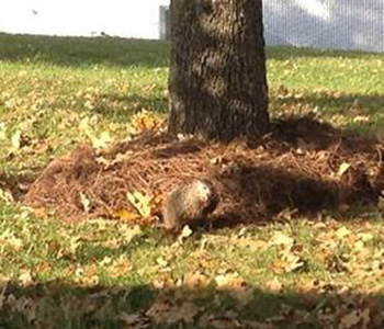 Woodchuck standing in front of tree