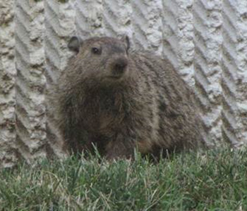 Woodchuck parent