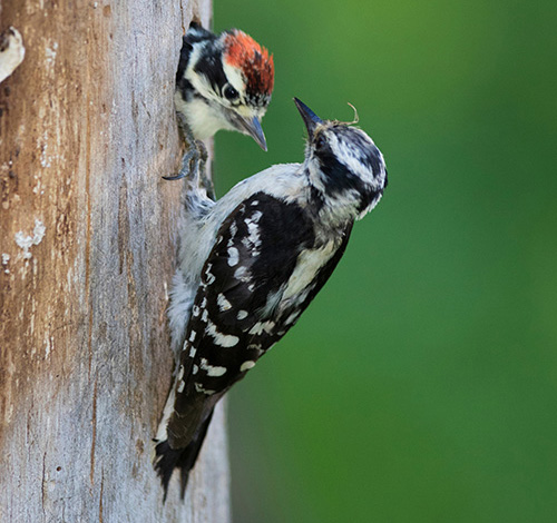 downy woodpeckers