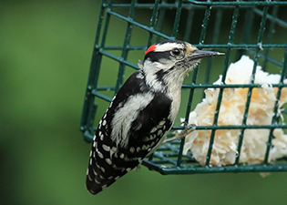 woodpecker with food