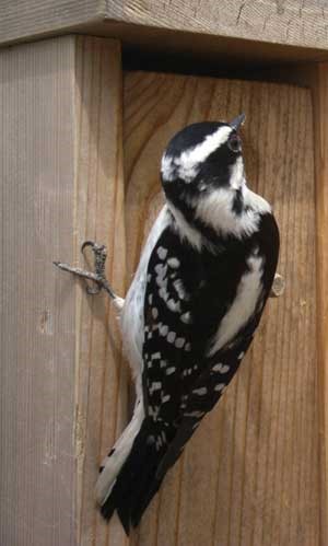 woodpecker on side of wooden box