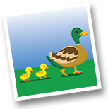 Baby ducks following mother duck