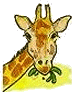 a giraffe munching on veggies