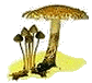 mushrooms