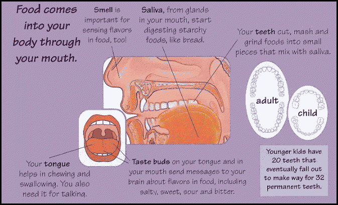 Food comes into your body through your mouth