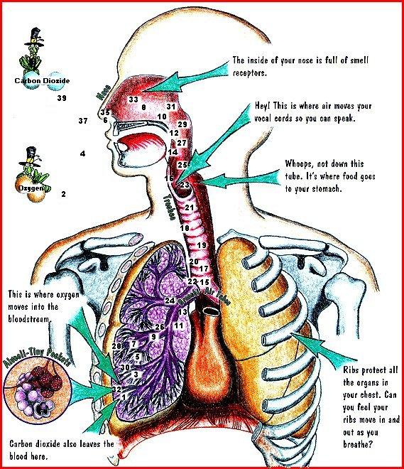 the body's airways