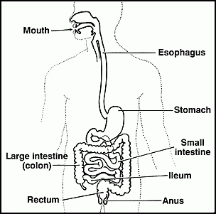 the digestive tract