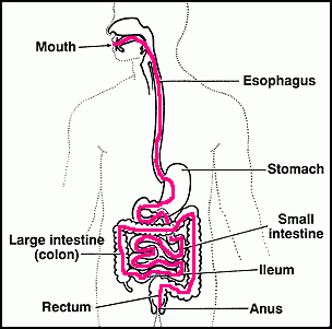 the digestive tract, with path marked