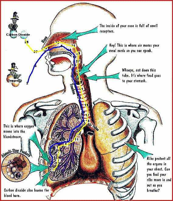 the body's airways, with path marked
