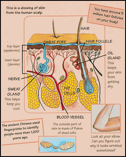 drawing of skin from the human scalp