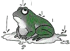 frog in the rain