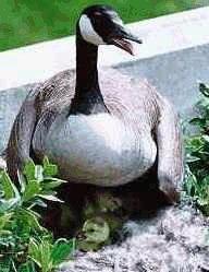 Canada Goose sitting on her babies in NIEHS planter