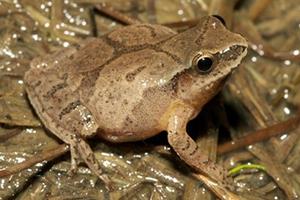 closeup of a spring peeper