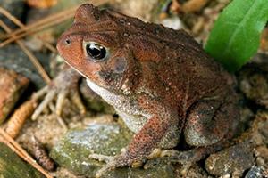 American toad