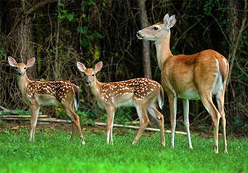 Doe at NIEHS entrance