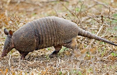 Armadillo