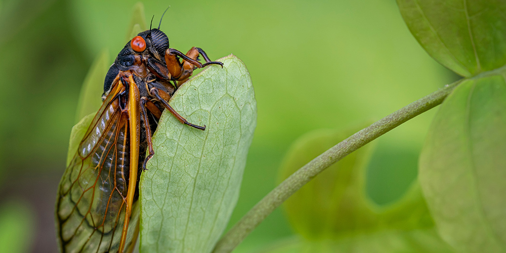 A red-eyed, 17-year Brood X cicada completes its transformation on a plant in the woods of Virginia
